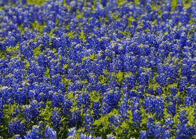 2023 Wildflower Forecast: Bluebonnets Arrive Early Ahead of a Lush Blooming Season
