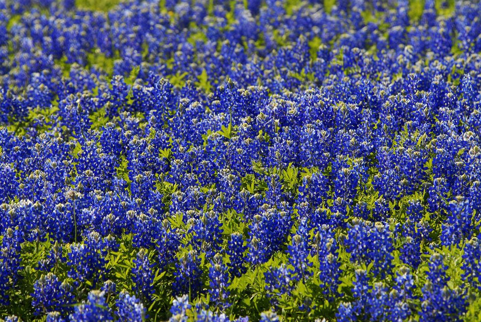 2023 Wildflower Forecast Arrive Early Ahead of a Lush