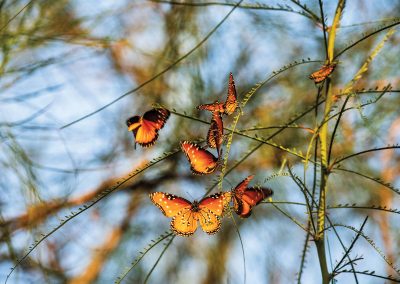 The National Butterfly Center in South Texas Is at the Forefront of Efforts To Protect Butterflies