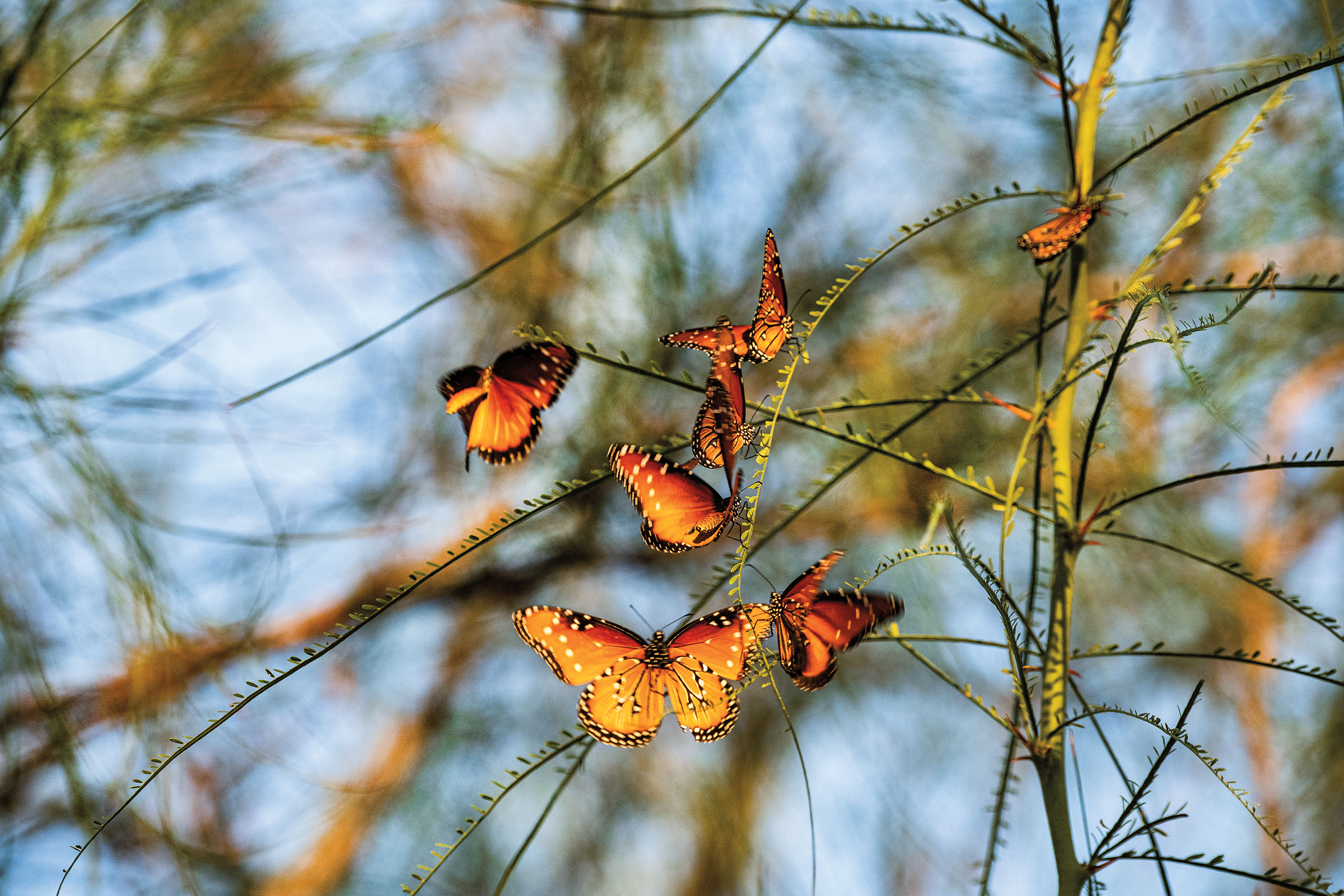 A group of bright orange Monarch butterflies perched on a thin branch