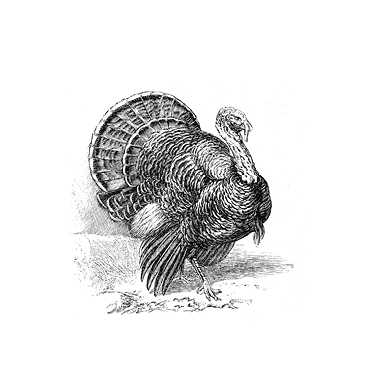 A black and white illustration of a turkey
