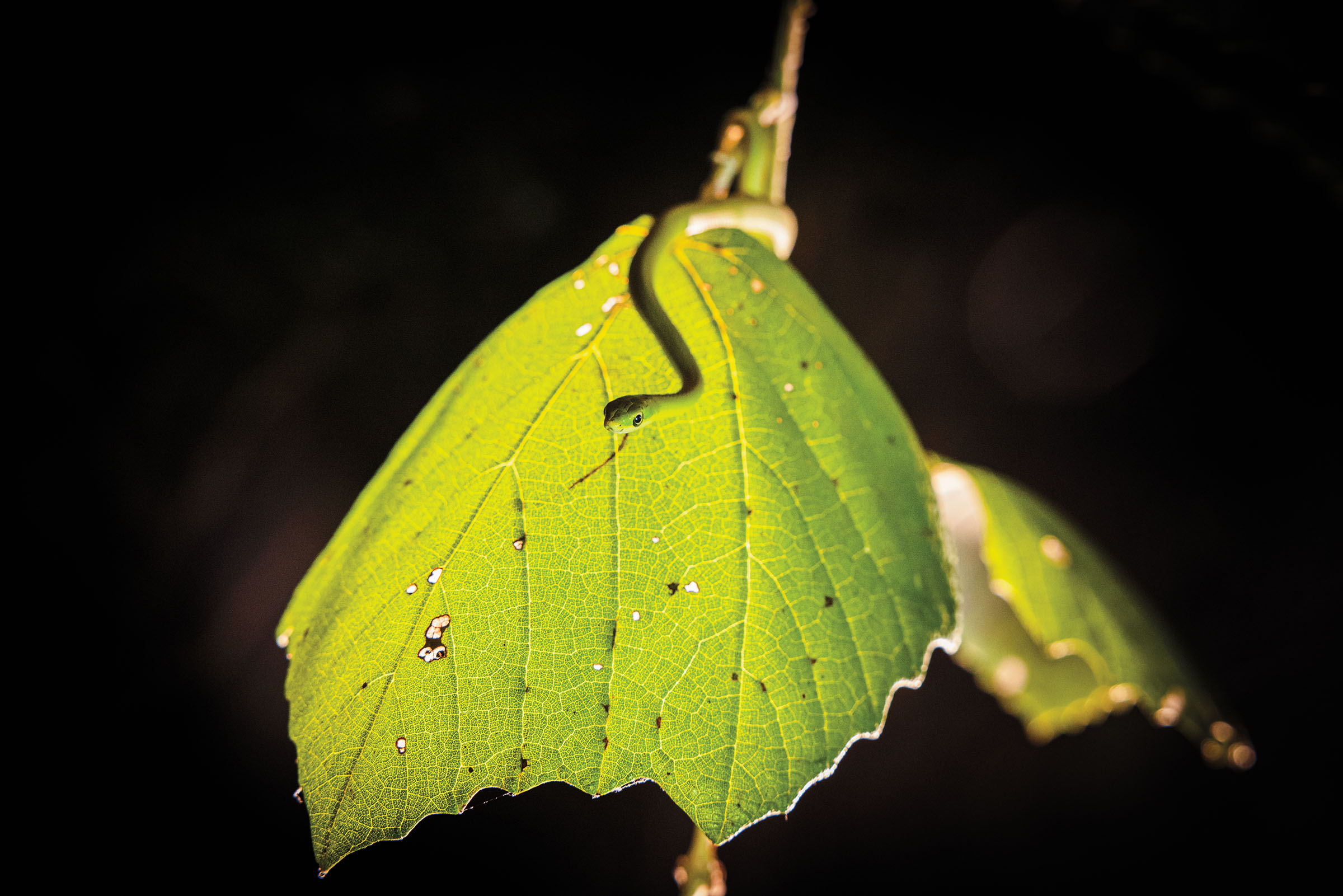 A small green snake on a bright green leaf