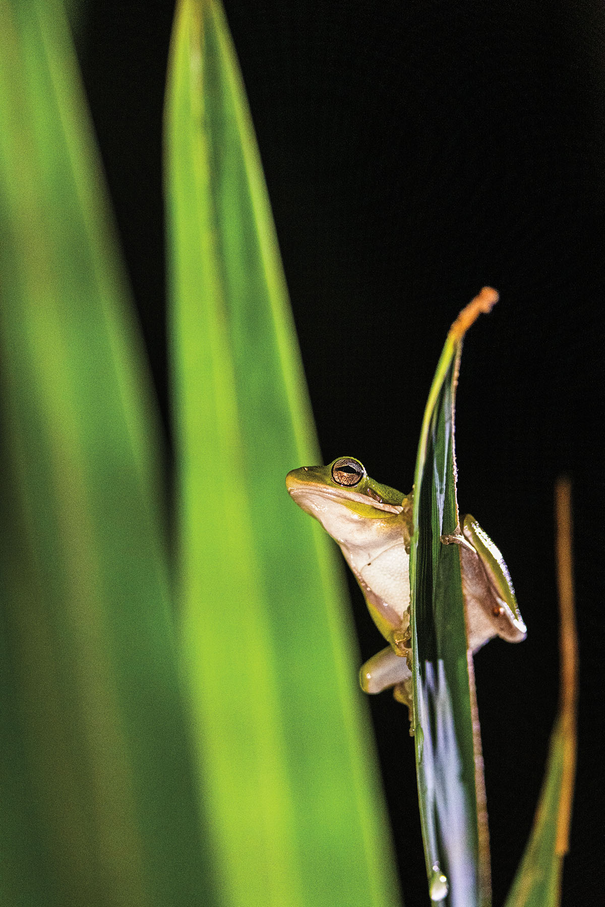 A frog perches on a green leaf in front of a dark background