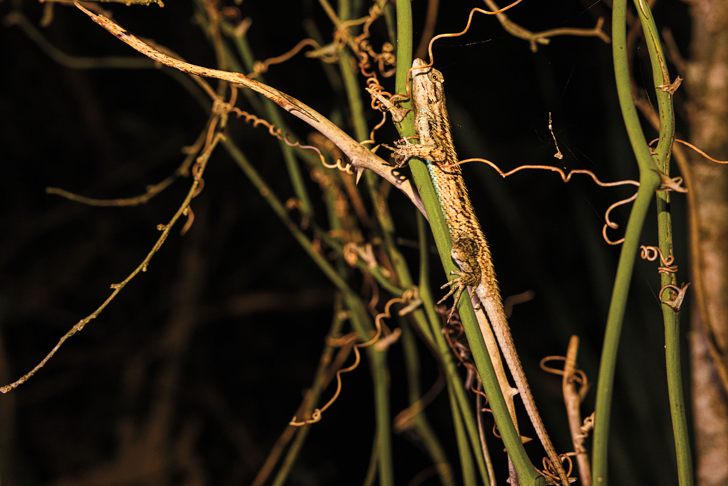 A brown lizard stands perfectly still on a thin green leaf