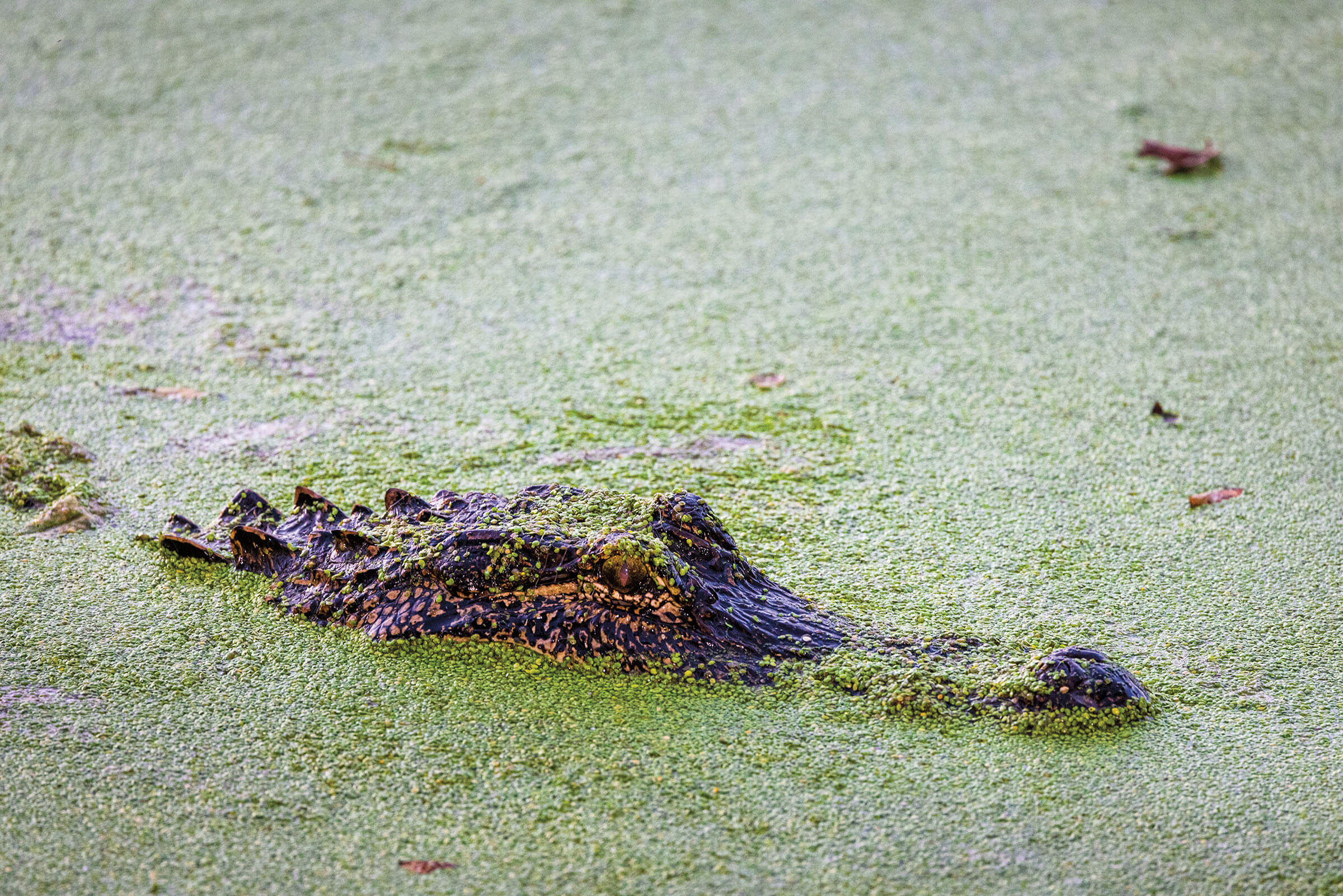 The dark head of an alligator rises from a marshy green water