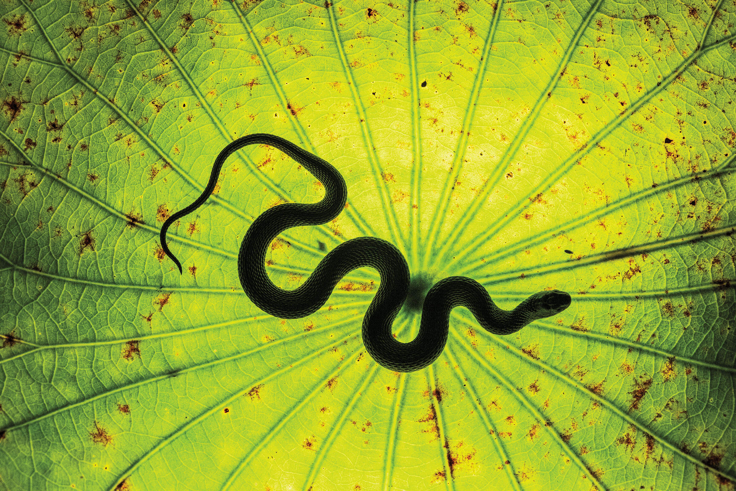 A dark snake on a bright green illuminated leaf background