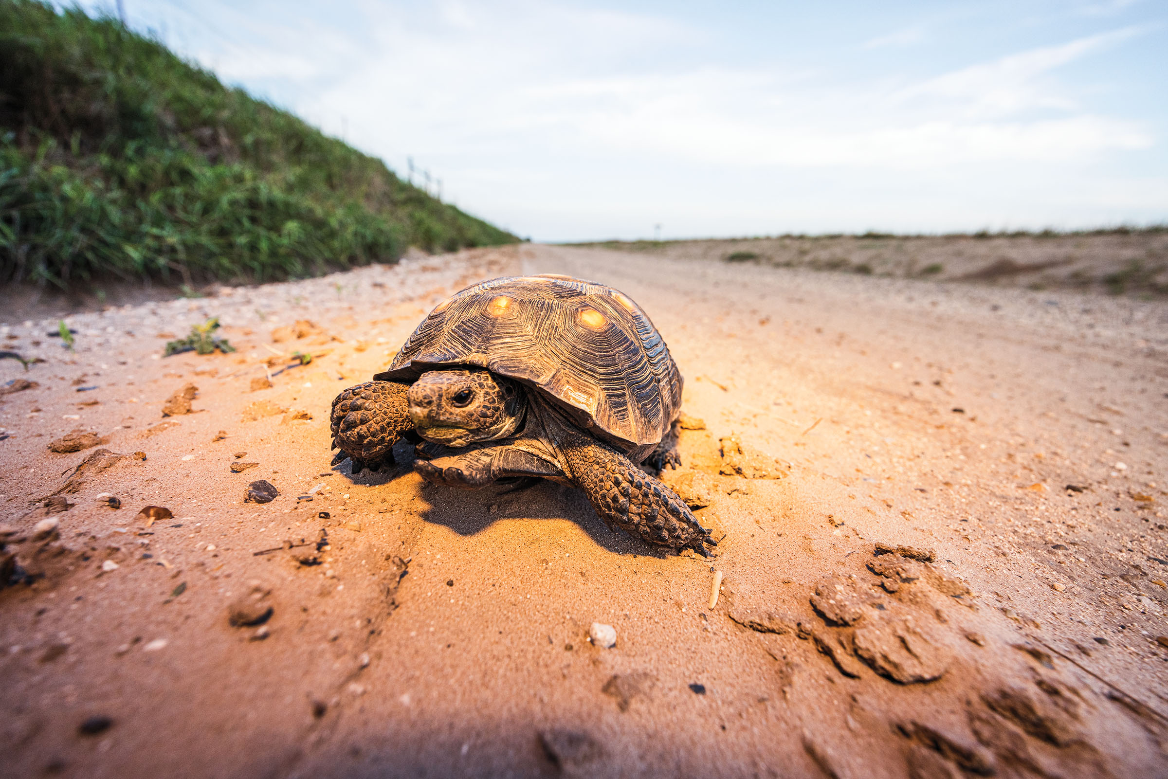 A brown tortoise moves across a dusty brown landscape