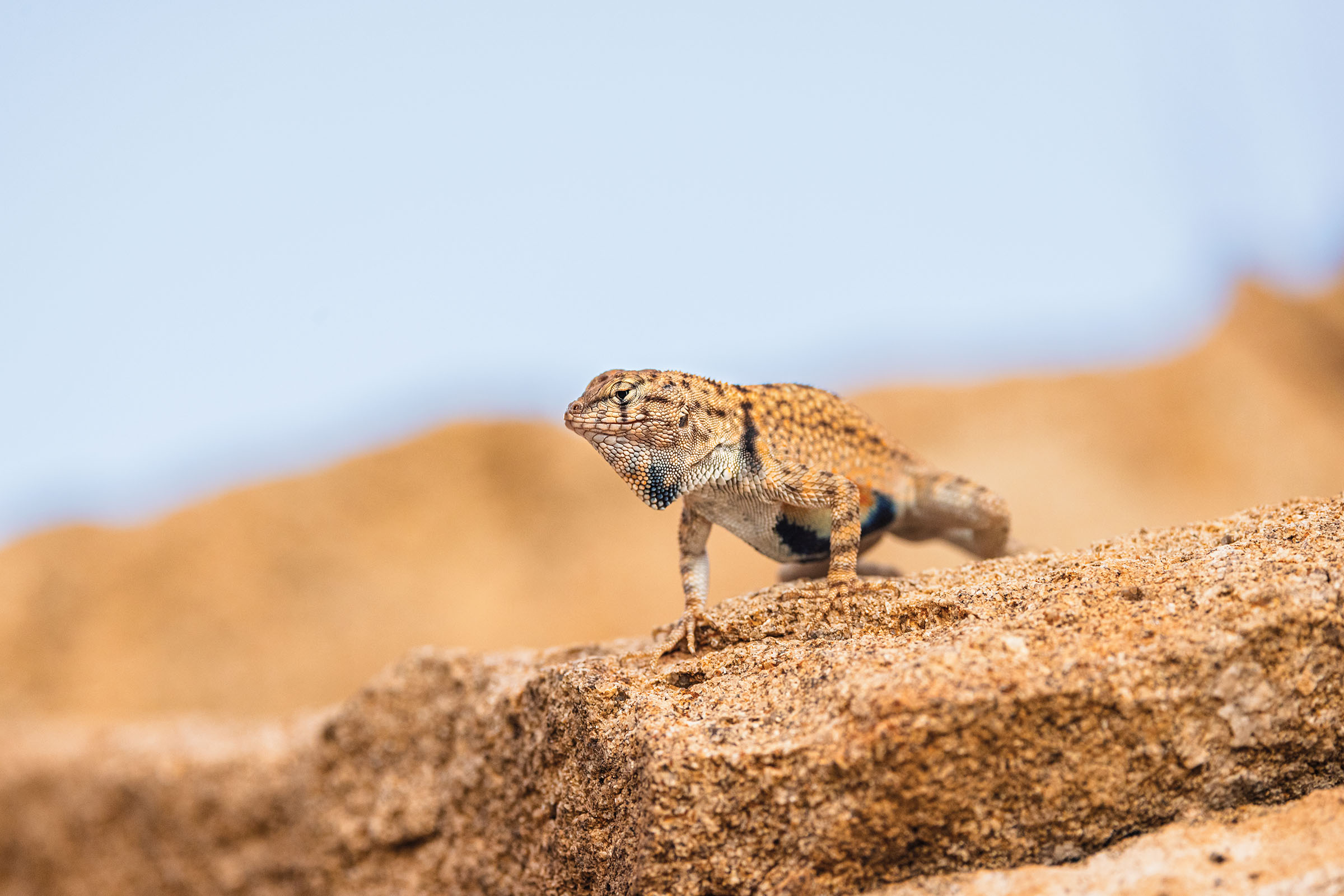 A brown lizard walks in a dusty brown environment