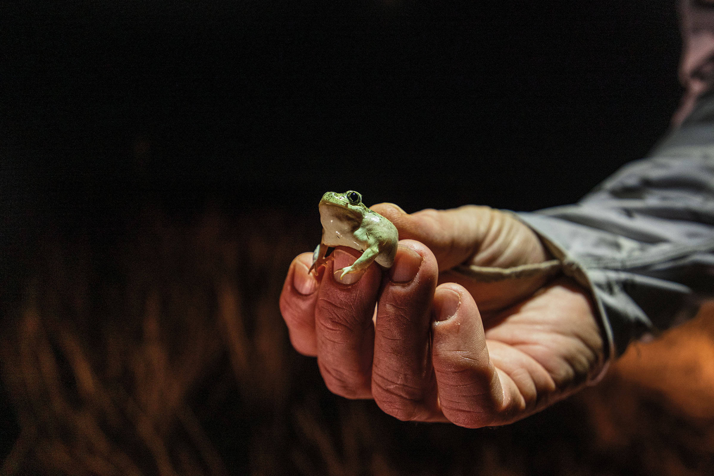 A hand holds a tiny green frog