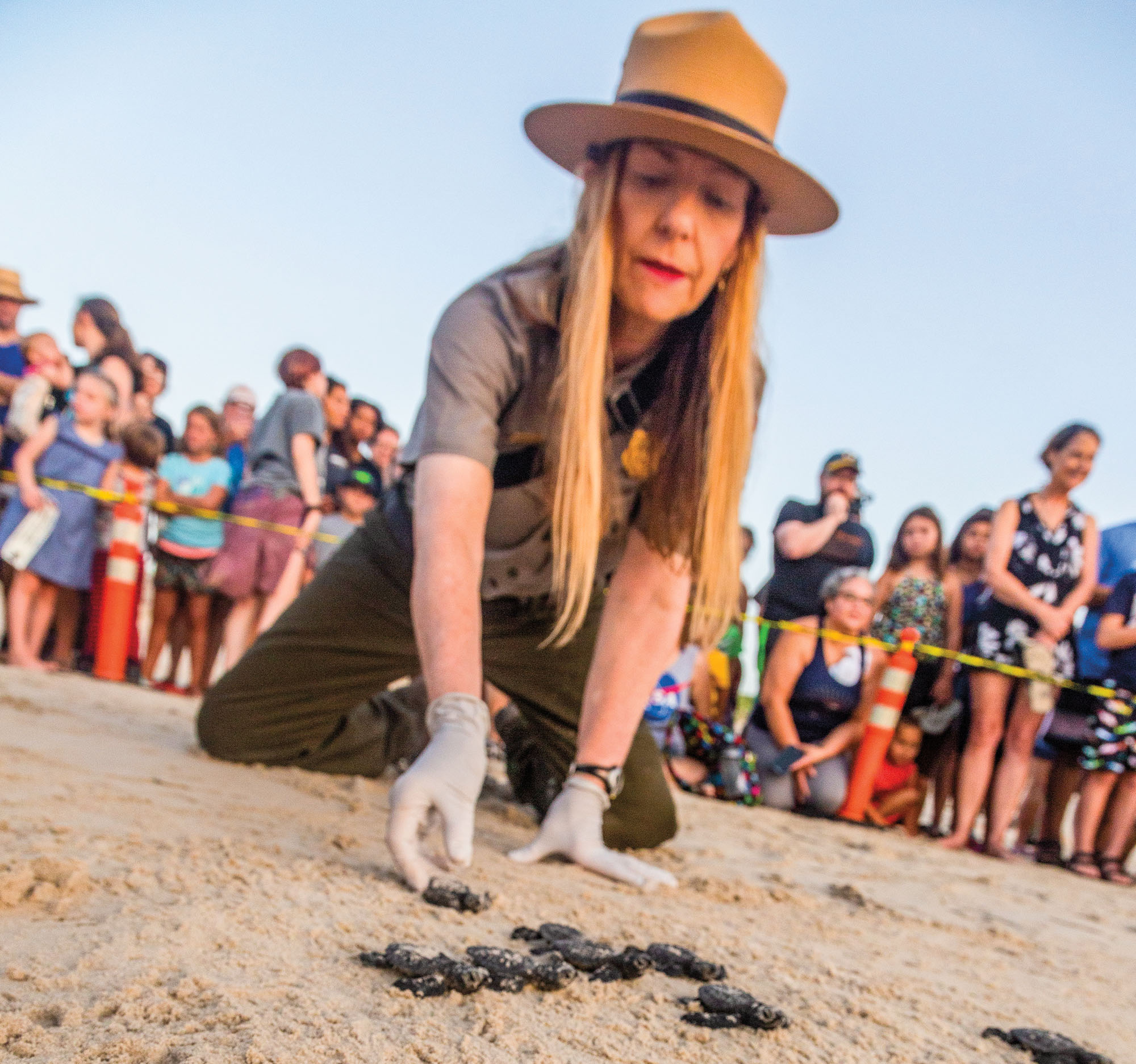 A National Parks Service ranger kneels in the sand handling small turtles