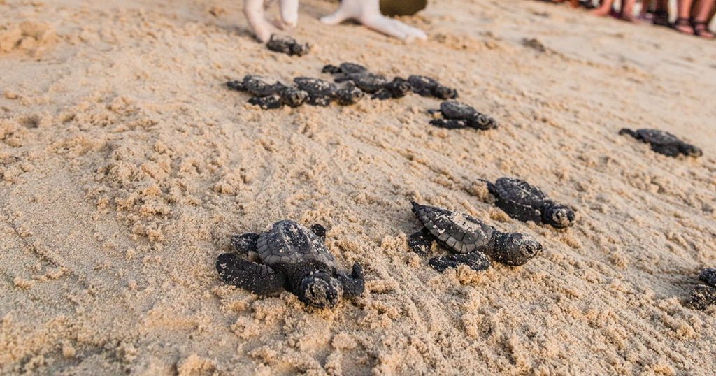 Padre Island Is Ground Zero for Saving the Endangered Kemp’s Ridley Sea Turtle