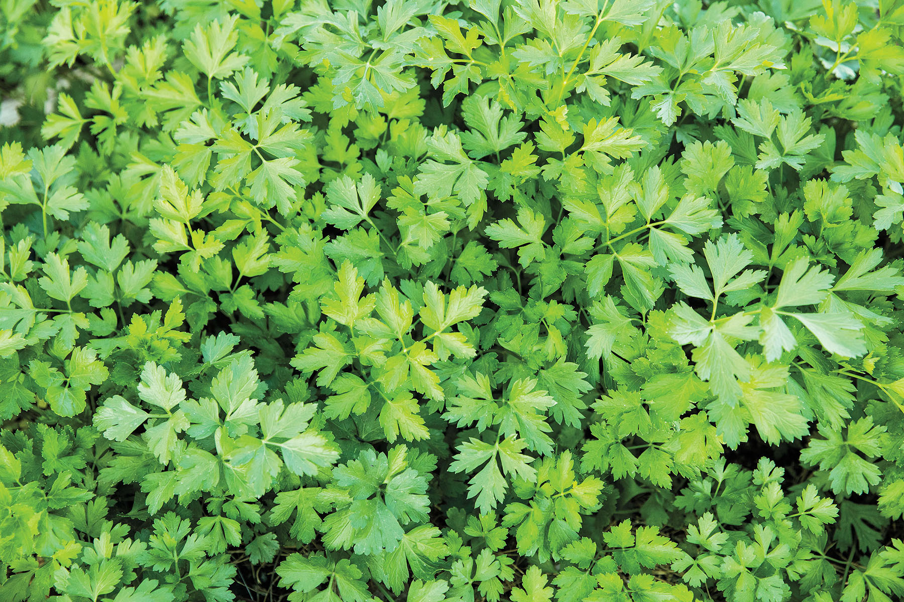 An overhead view of parsley growing in a field