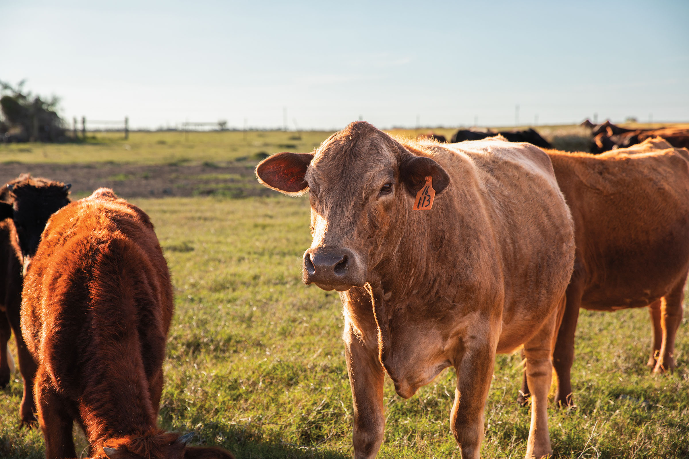 A small herd of cattle in a field