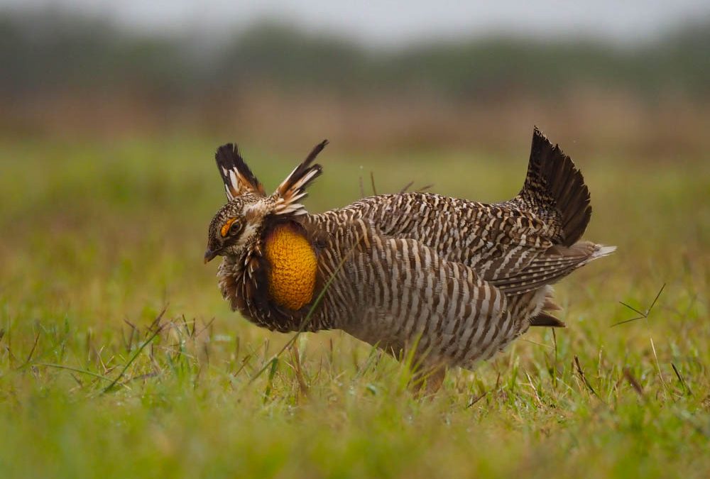 Mating Season Is Underway for Attwater Prairie Chickens. Just Don’t Call Them “Boomers.”