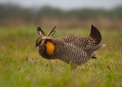 Mating Season Is Underway for Attwater Prairie Chickens. Just Don’t Call Them “Boomers.”