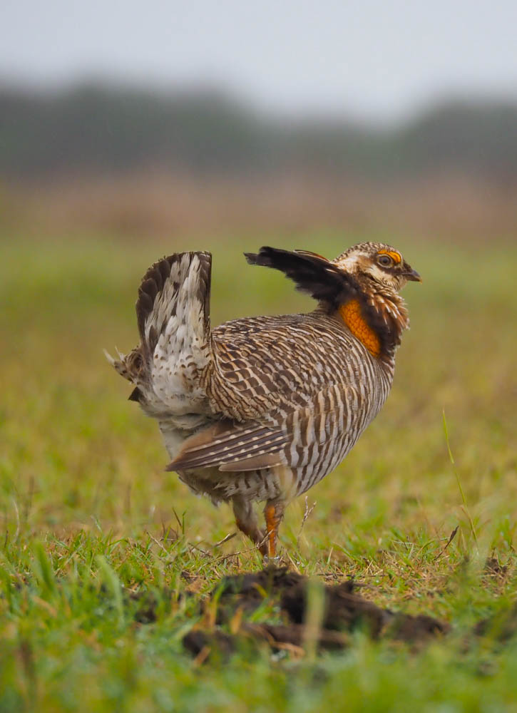 An Attwater prairie chicken, photographed from the side, stands in a field. 