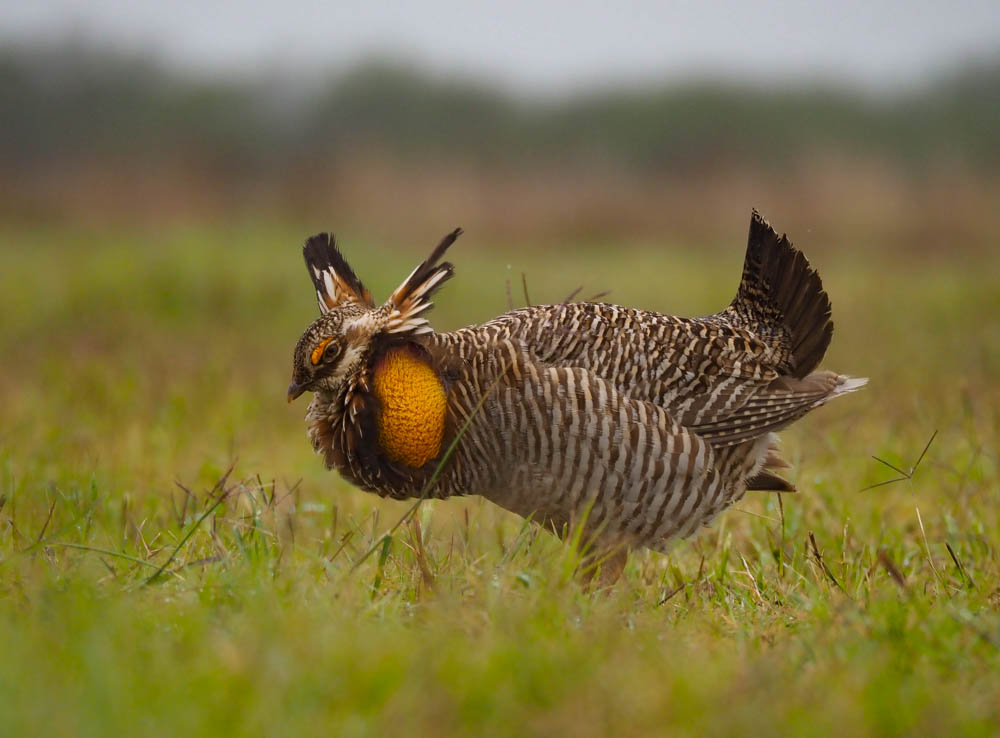 Mating Season Is Underway for Attwater Prairie Chickens. Just Don’t Call Them “Boomers.”