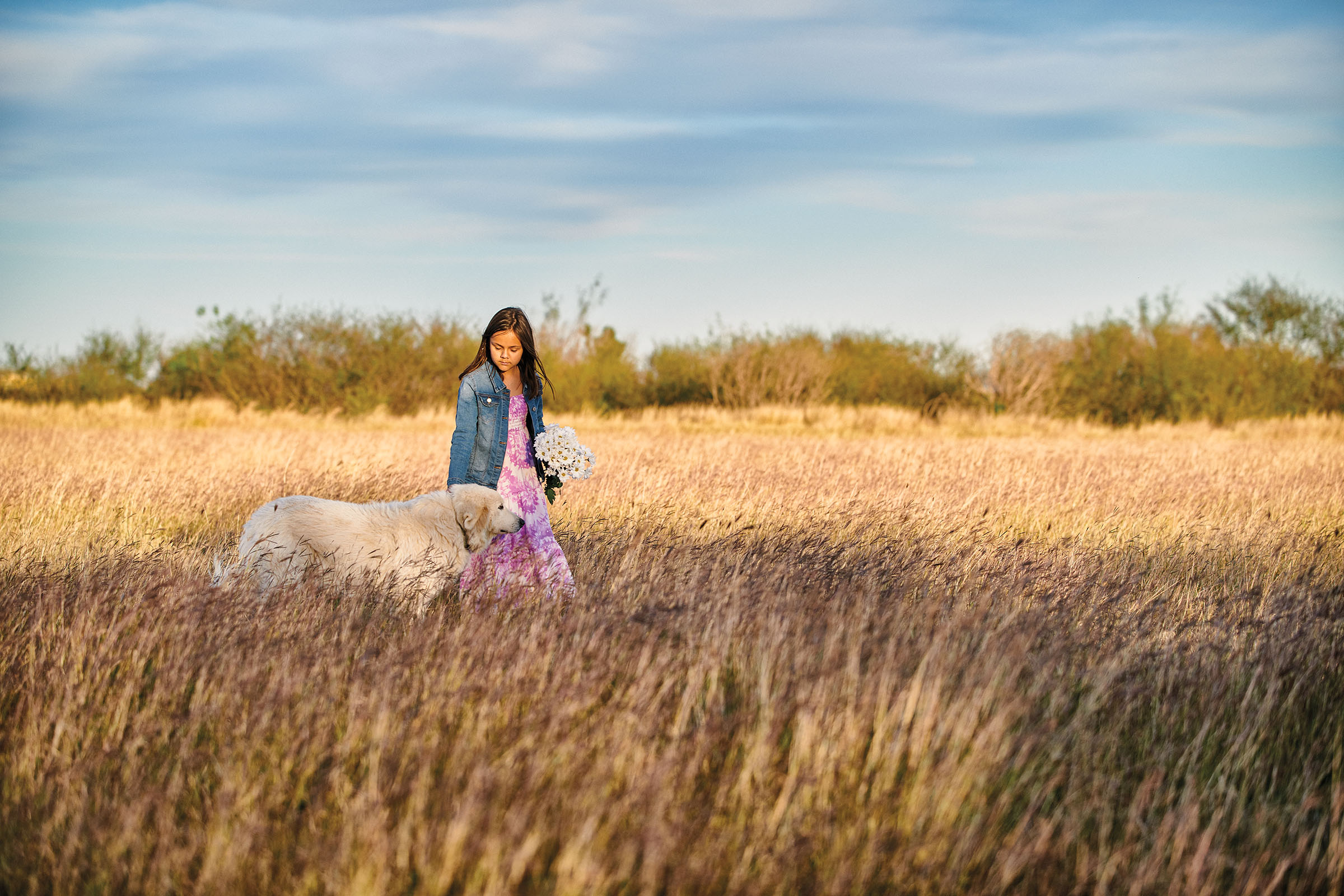 A young woman walks a large blonde dog through a field of tall grasses