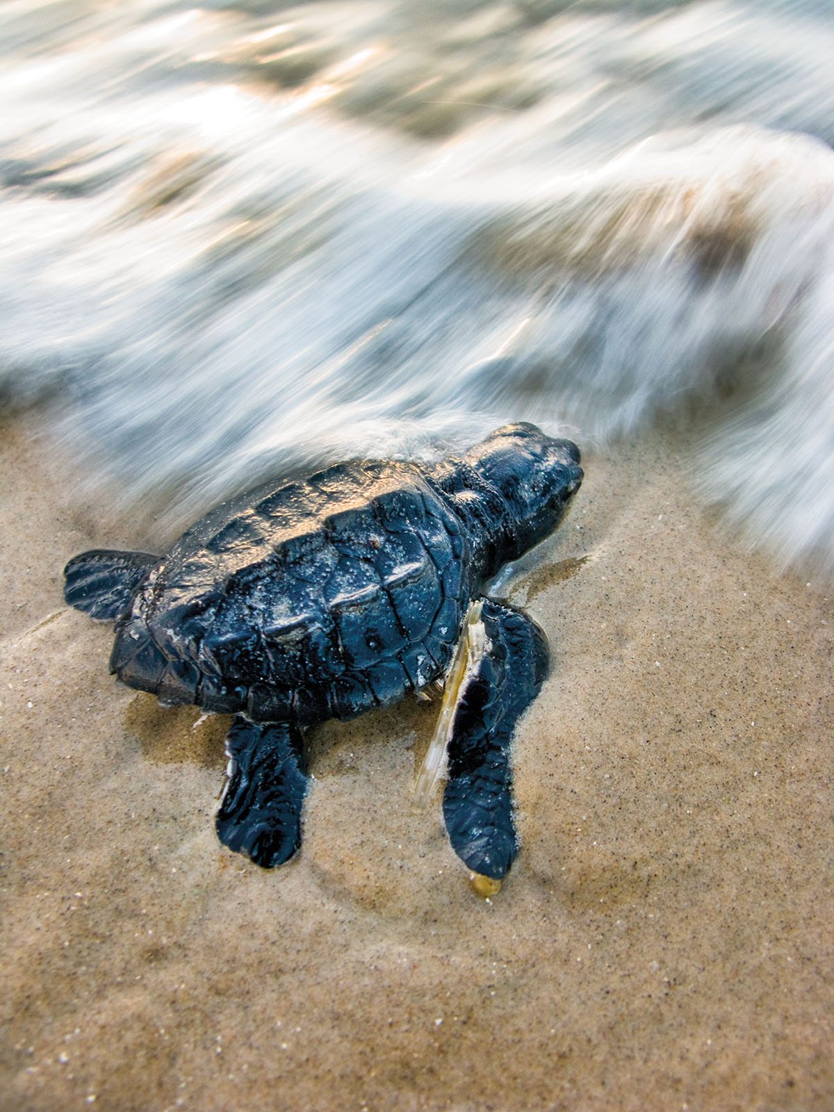 A dark turtle entering rushing water on sand