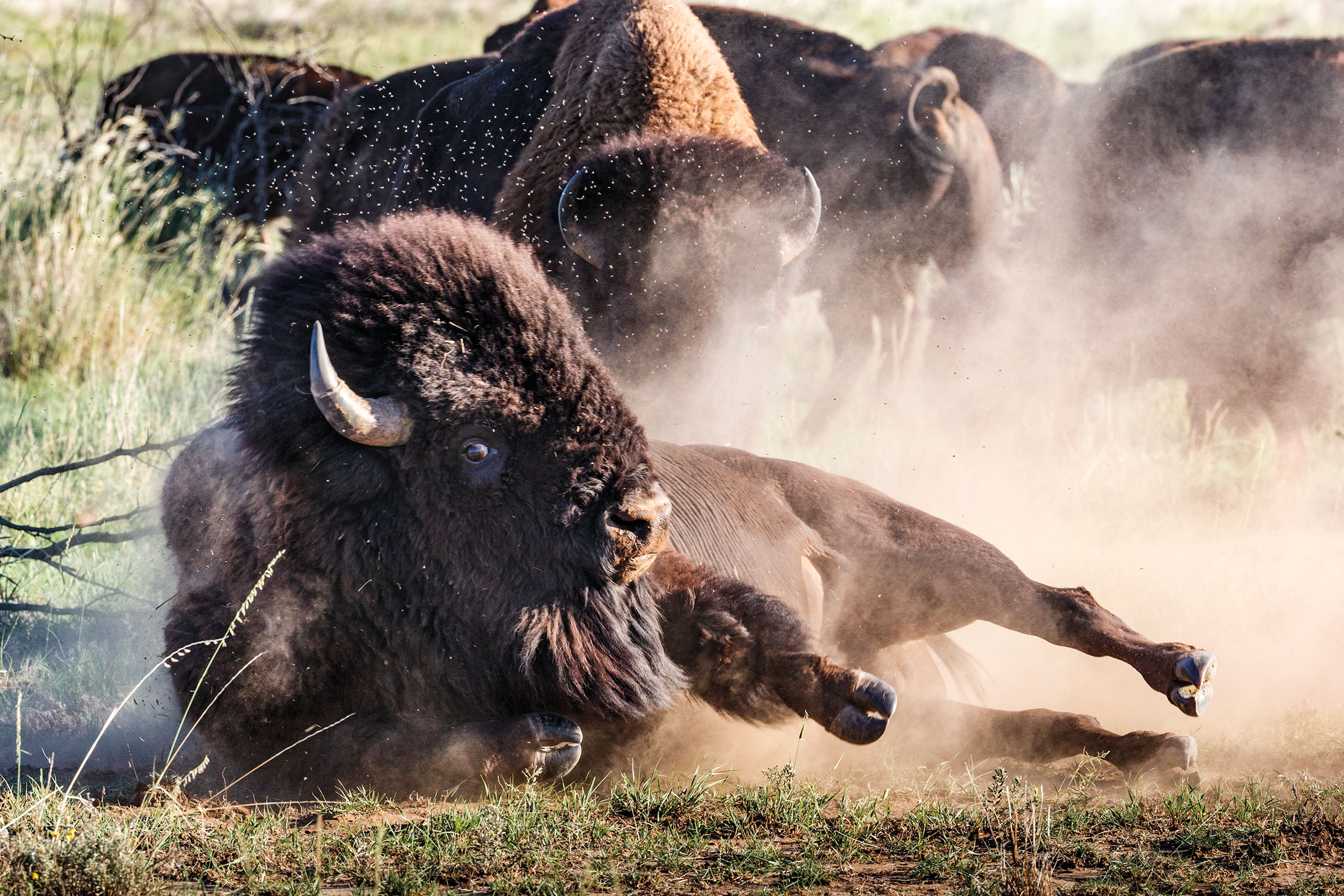 A bison rolls in the dust in front of a group of other bison
