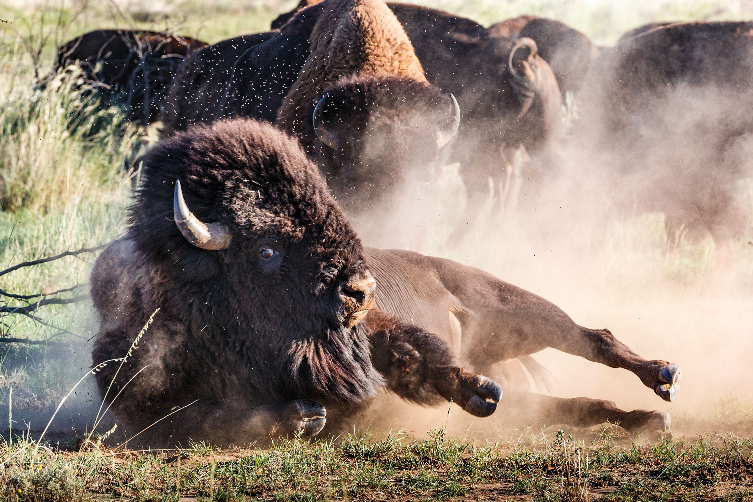 bison herd