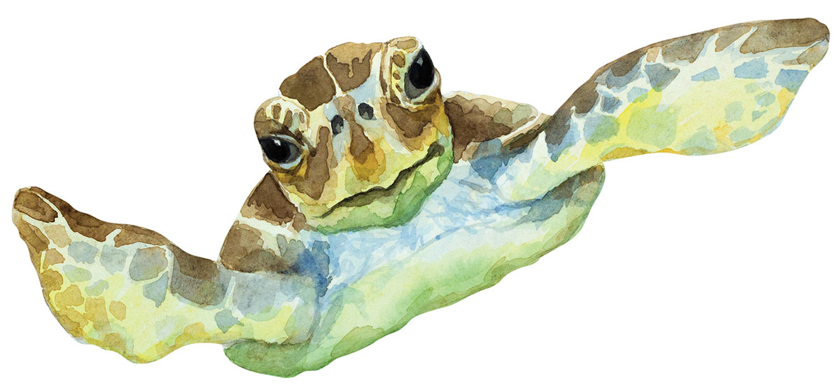 An illustration of a sea turtle
