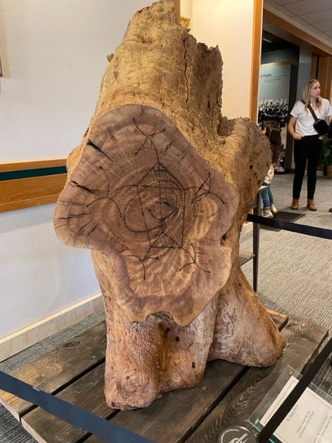 A massive chunk of wood, standing on a display case, with a part showing the rings of the tree. 