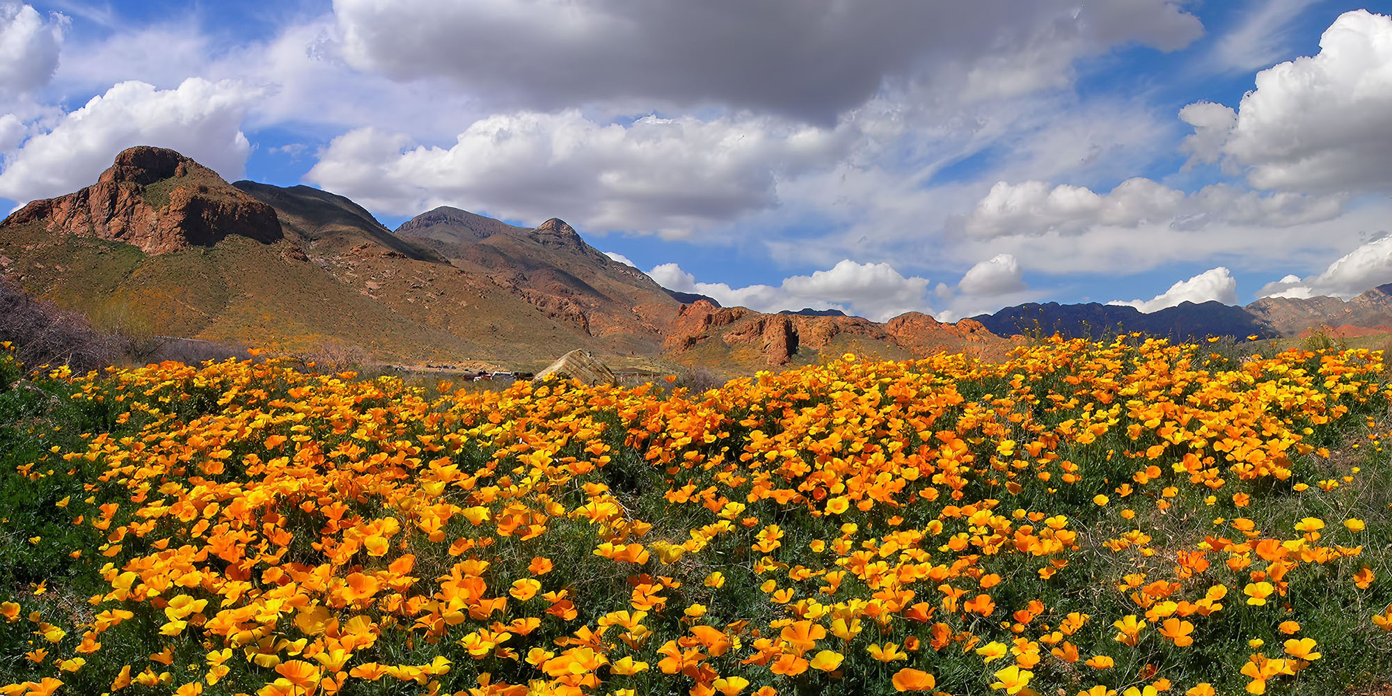 The top third of the photo has clouds and a blue sky. To the left of the frame, halfway down, are mountains. In the bottom third is a field of golden Mexican poppies in bloom. 