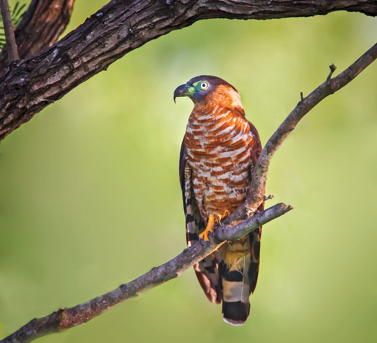 An orange feathered bird sits on a brown wooden branch on a green background