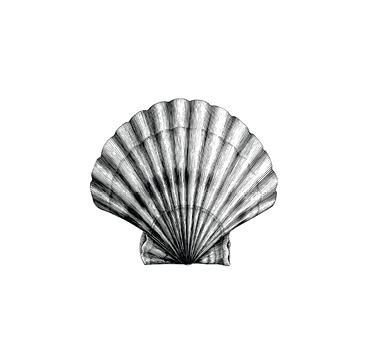 A black and white picture of a seashell