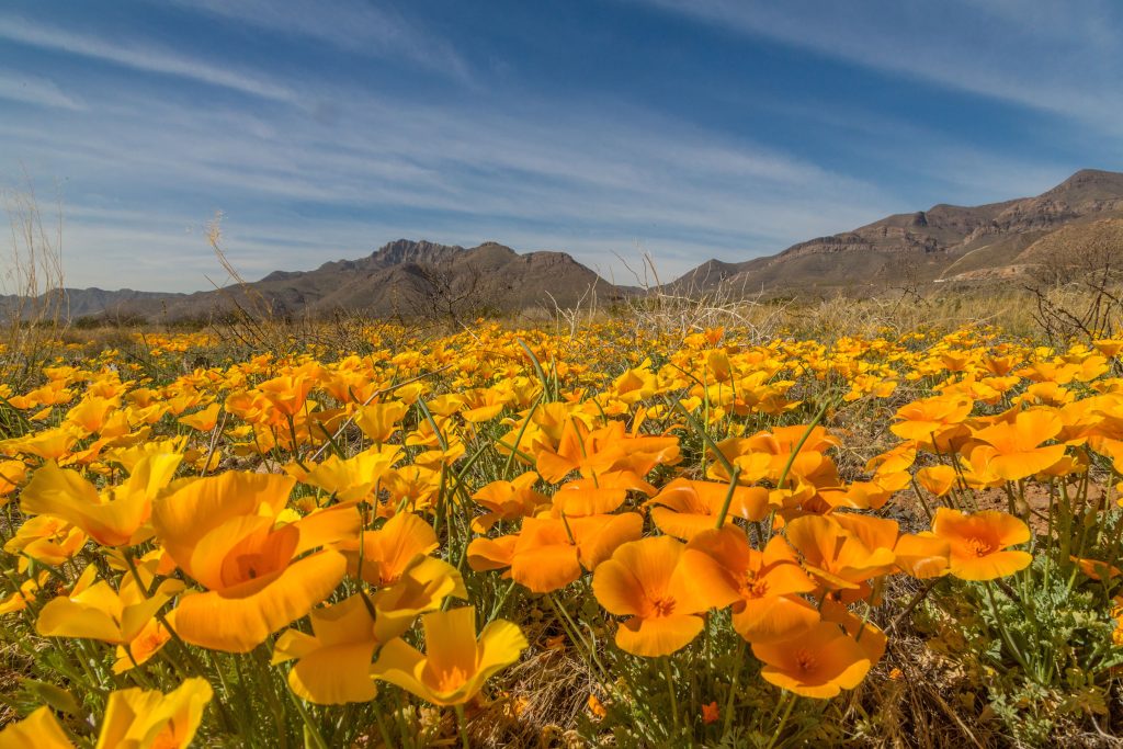 A field of bright orange and yellow flowers under a blue sky and mountains