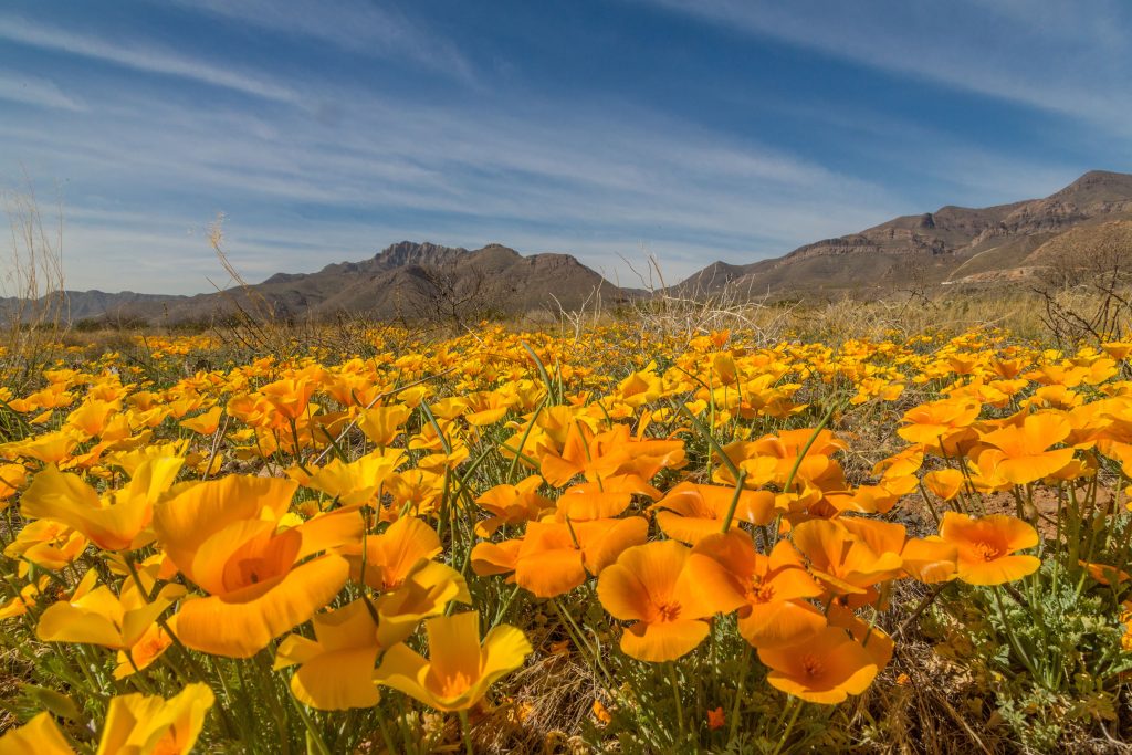 El Paso's Poppy Bloom is One of the Most Colorful in Years