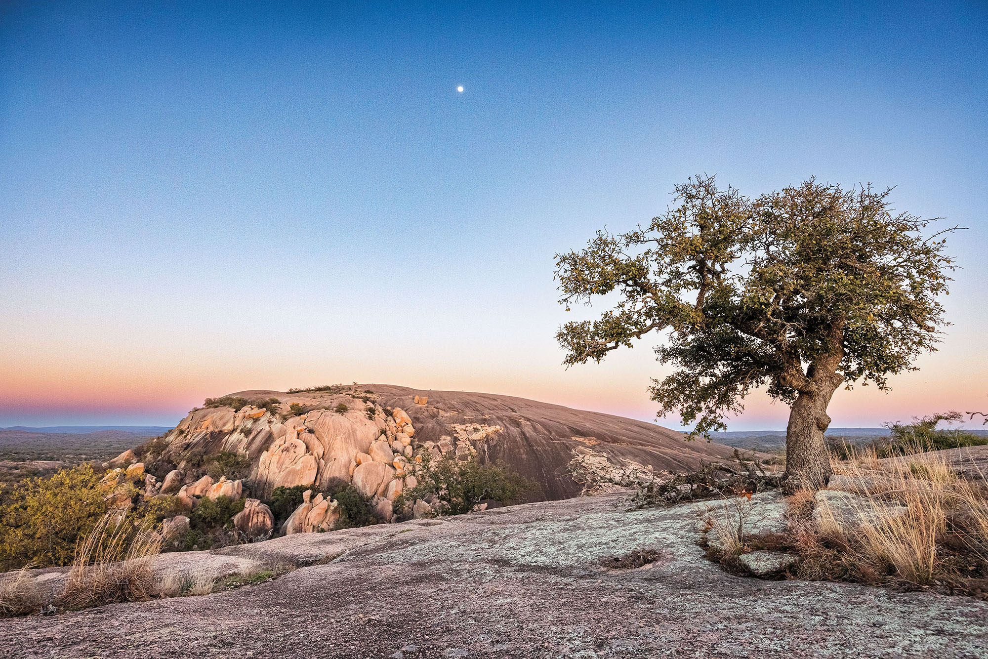 A lone oak tree sits on top of a granite hill with a large rock in the background, painted by a pink, gold and blue sunrise