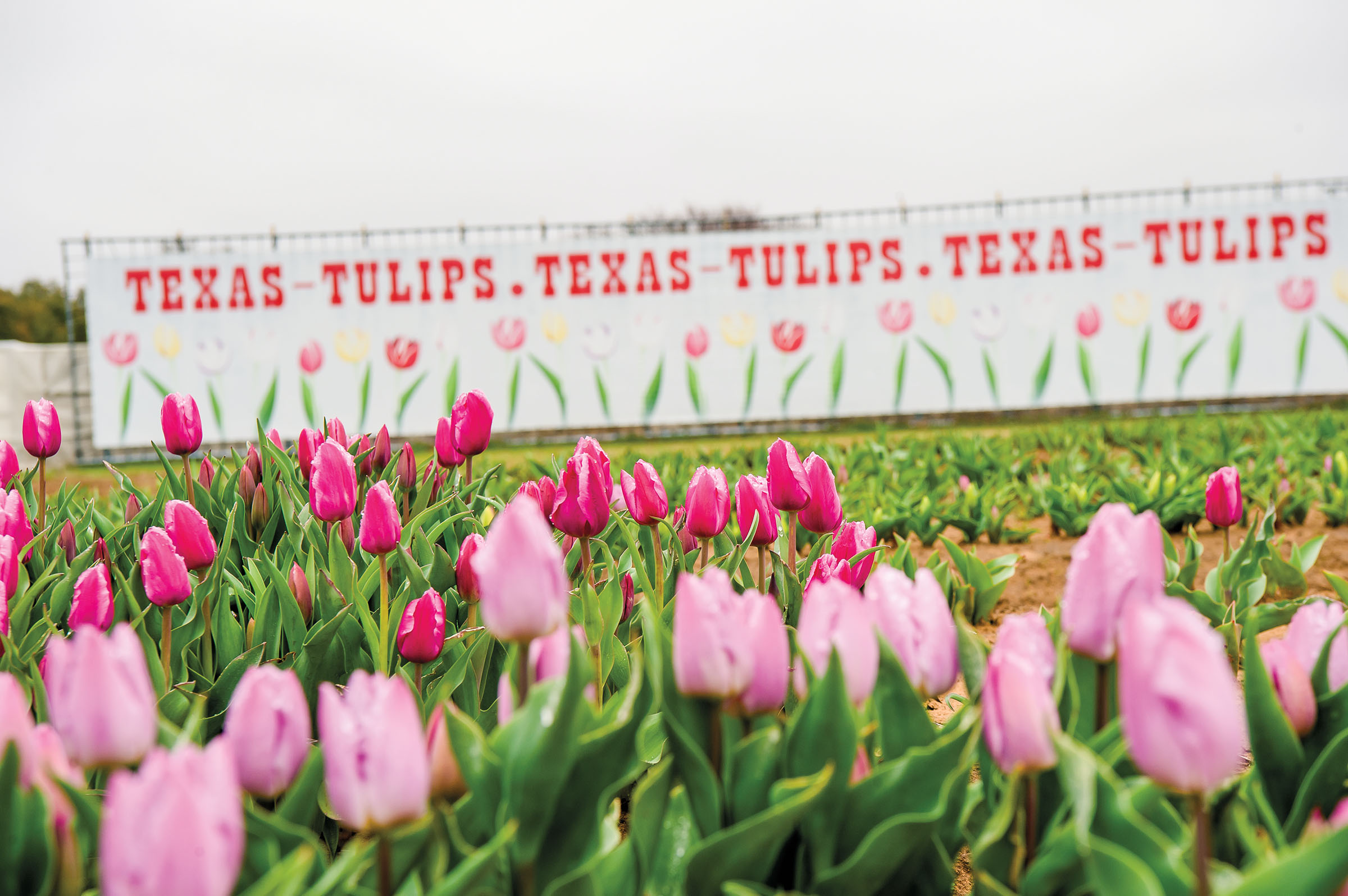 Bright pink tulips in a green field in front of a building with a mural reading "Texas tulips" several times