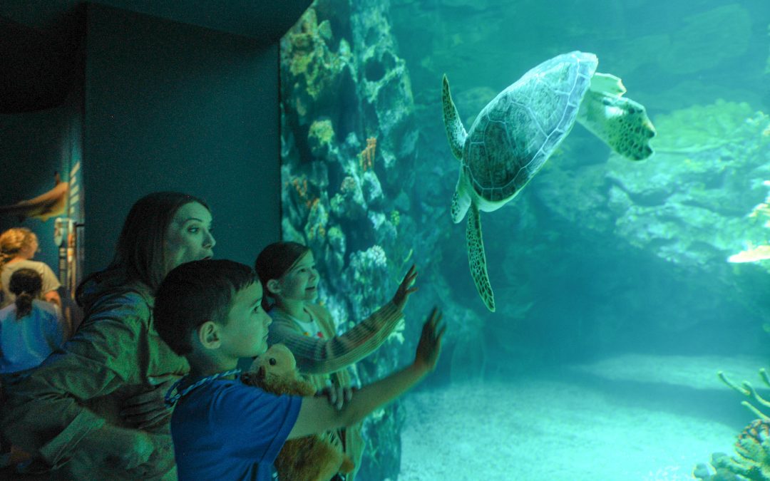 The Houston Zoo’s New Galápagos Islands Exhibit Enchants and Educates