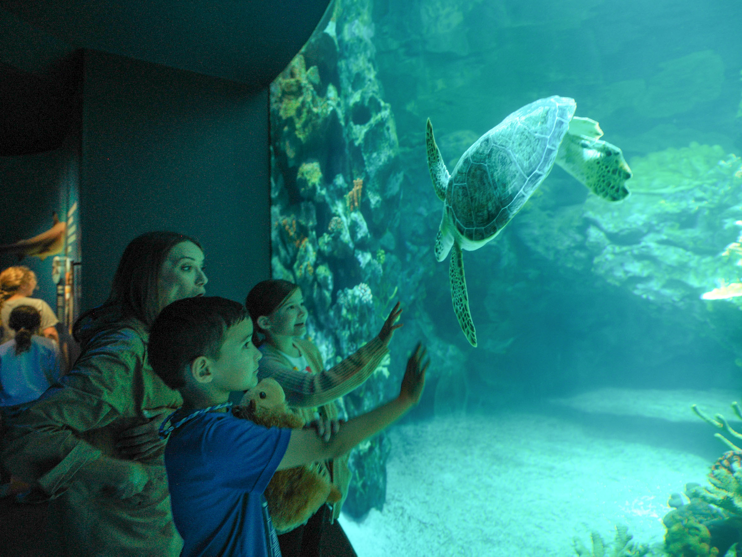 A woman and two young children look at the fish in an aquarium. 