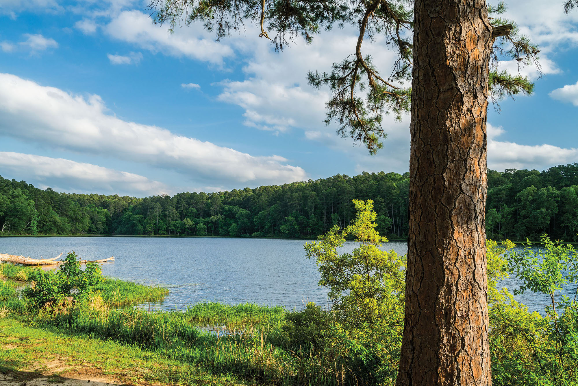 A tall tree in front of bright green grass and shrubs, next to a large clear body of water