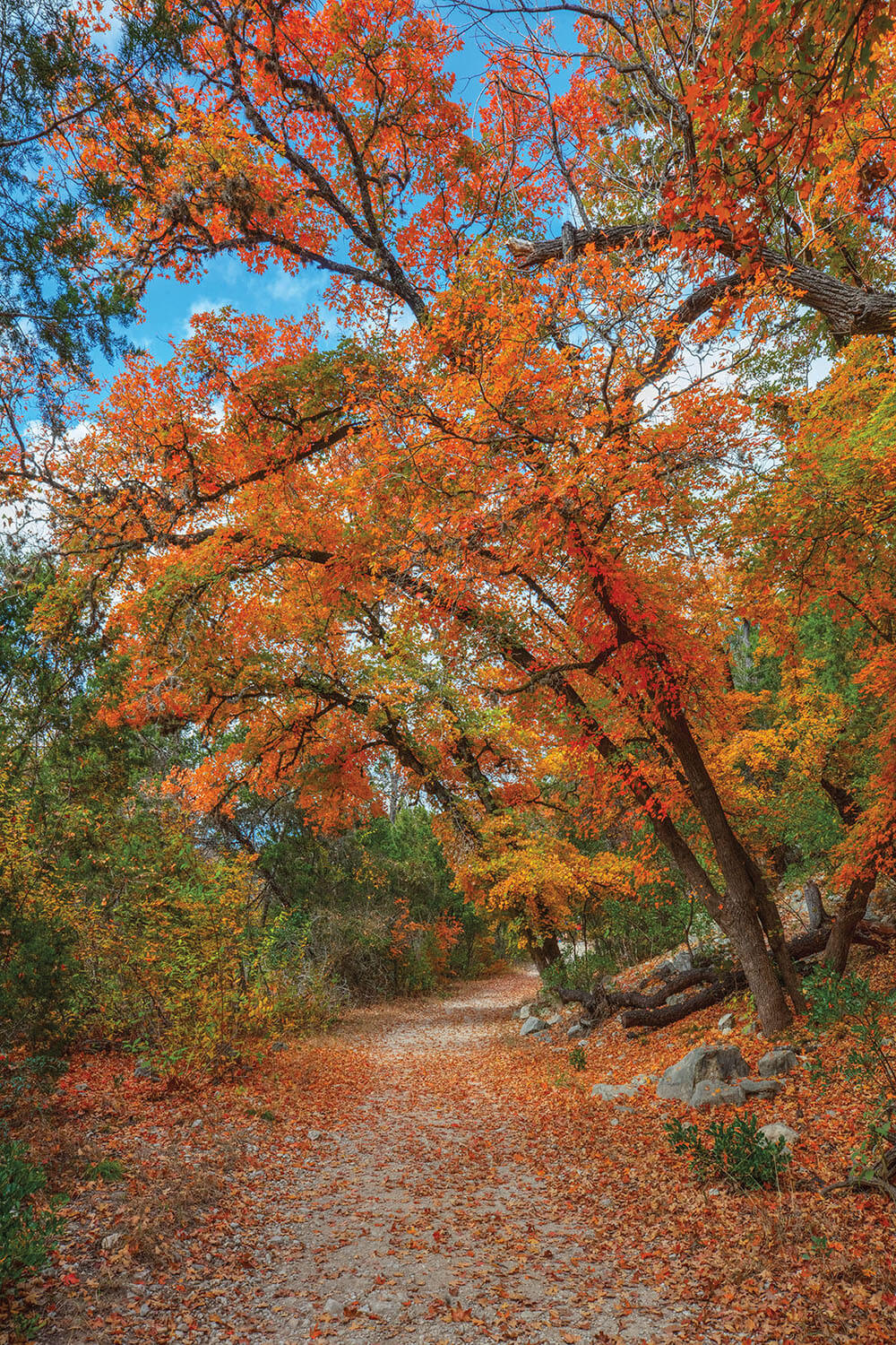 Bright orange fall-colored trees line a gravel walkway under blue sky