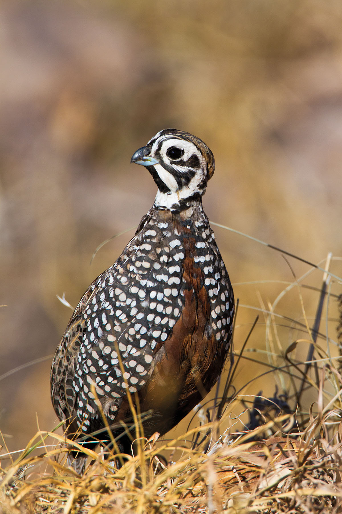 A brown and black bird with a small white head in a grassy environment