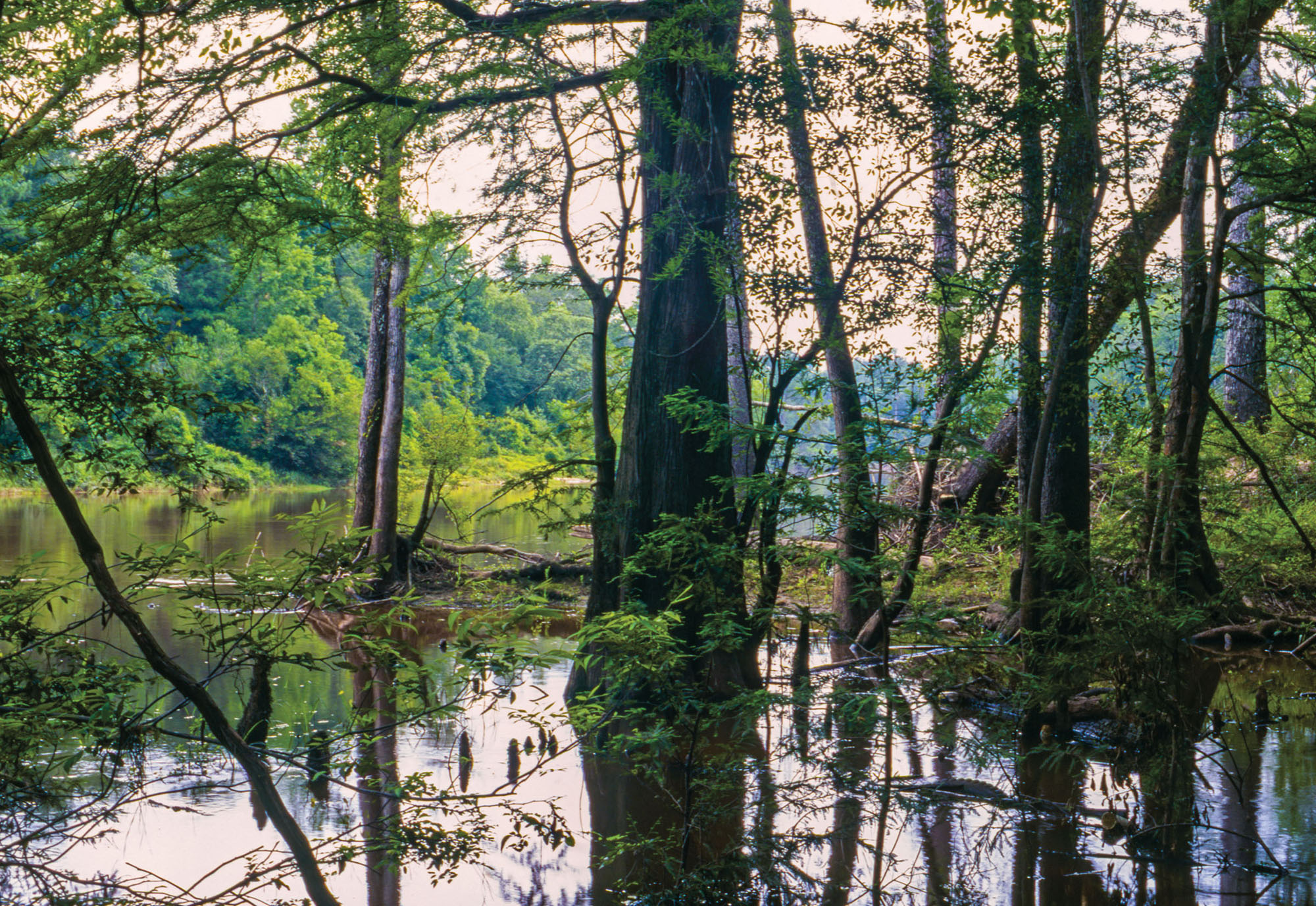 Tall green trees in a pool of still water beneath a pink sky