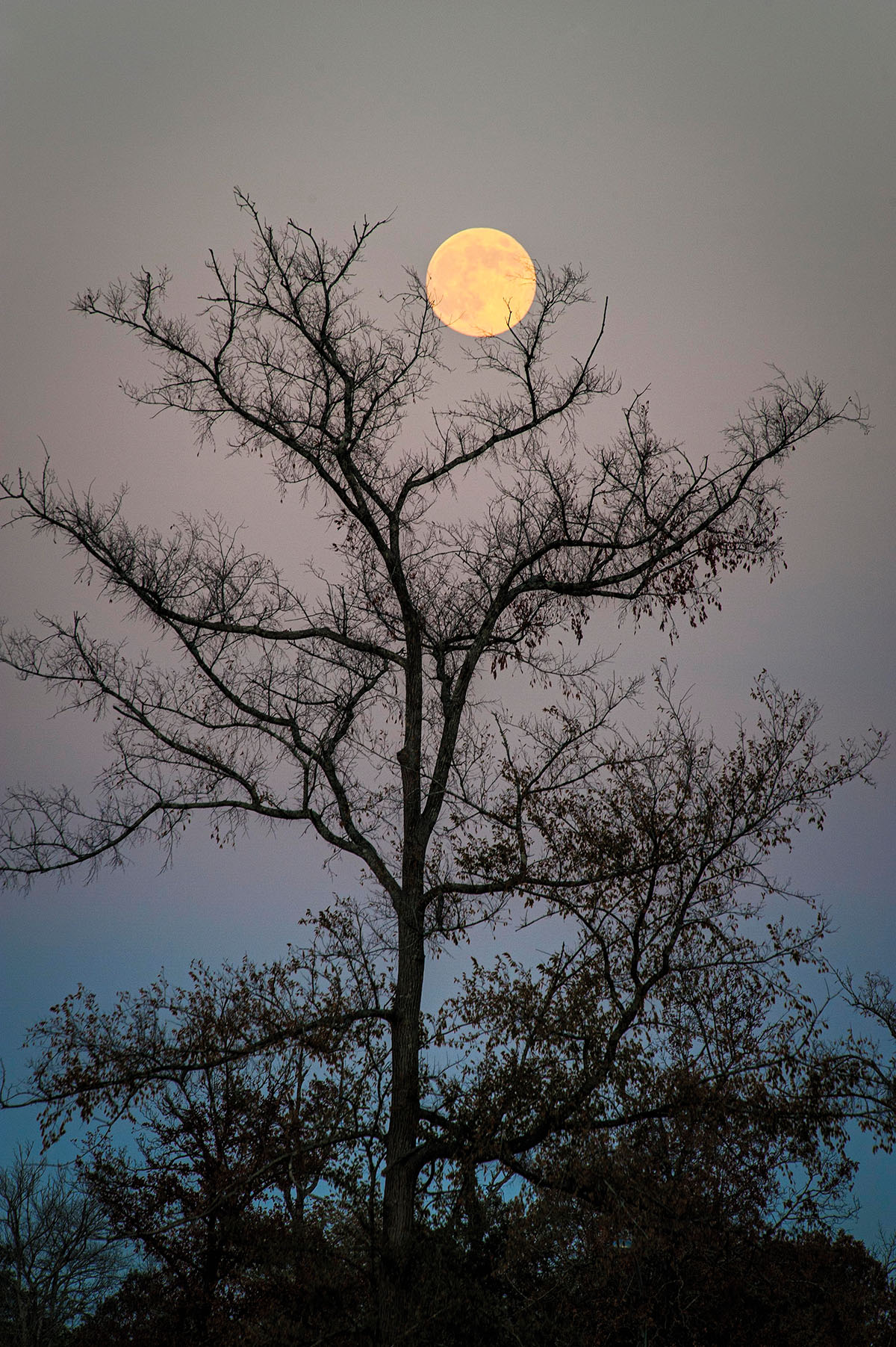 A golden yellow moon rises above a tree with numerous dead branches