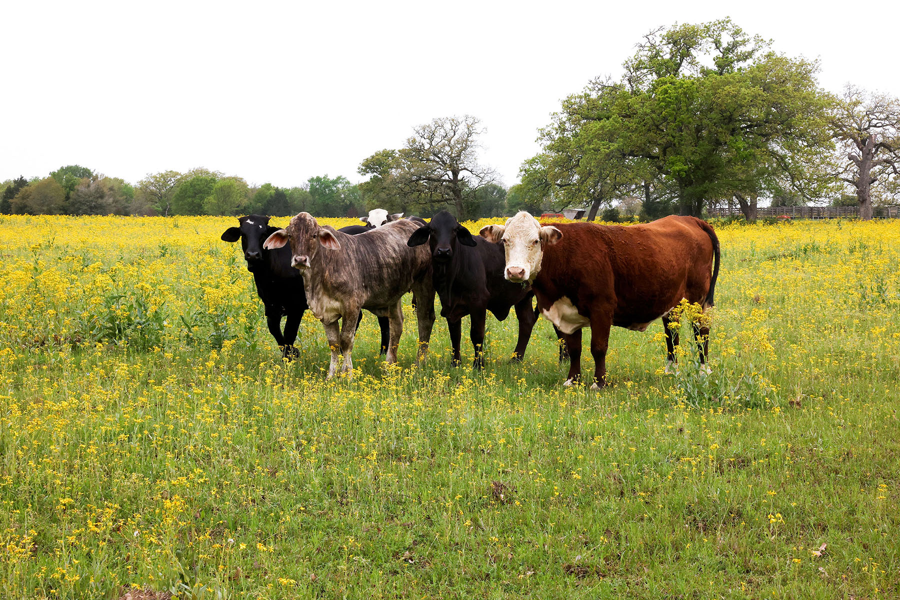 A group of cows in a green pasture