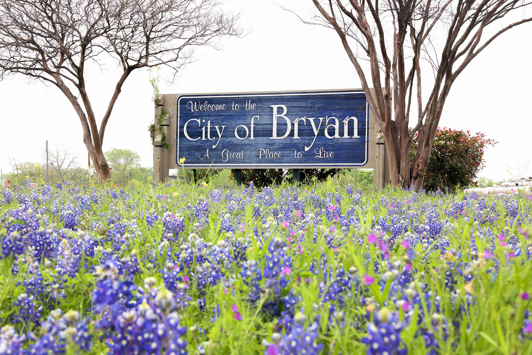 A blue sign reading 'City of Bryan' in front of a field of bluebonnets