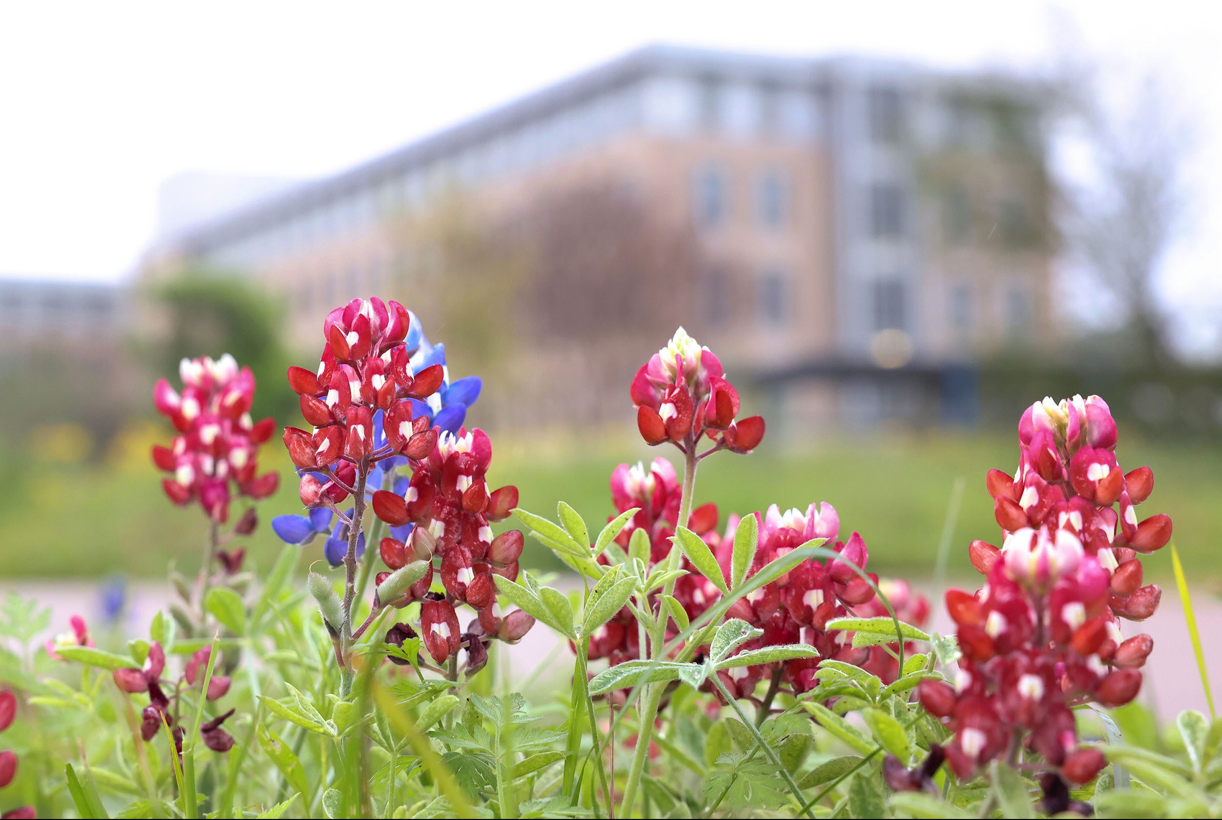 Bluebonnets in a maroon and white color with a large college building in the background