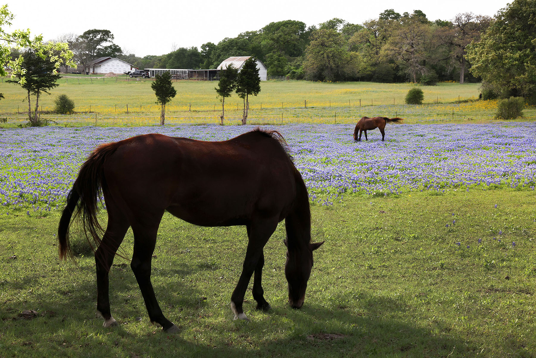 A horse grazes in a field of bluebonnets and green grass
