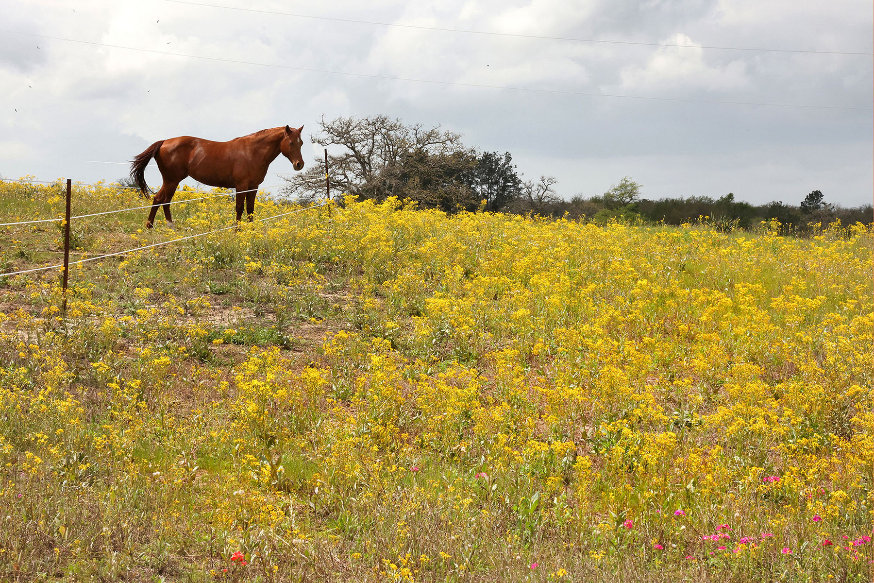 A horse looks out over a large field of flowers under gray sky
