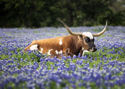A Springtime Drive Through Flowering Fields in Central Texas