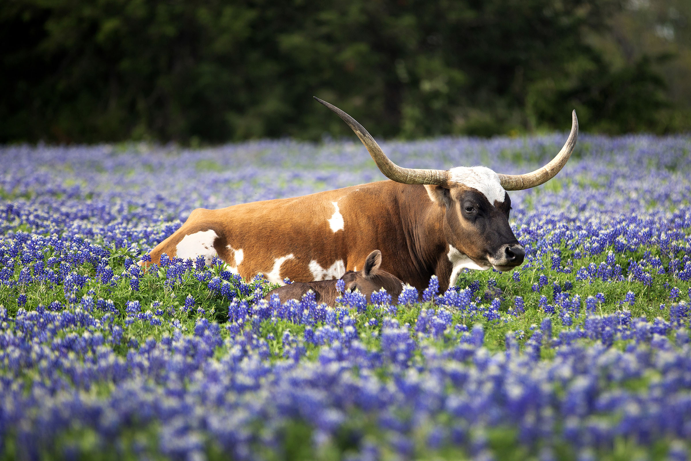 A longhorn cow lays in a field of bluebonnets