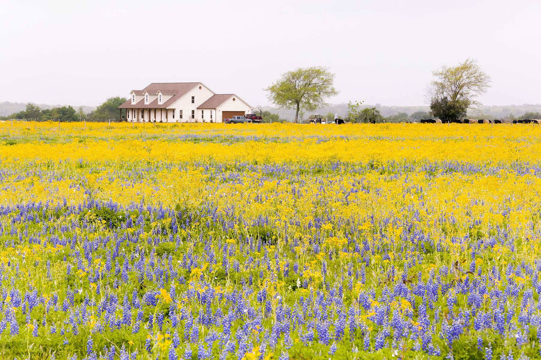A white farmhouse behind a large open field with blue and yellow wildflowers