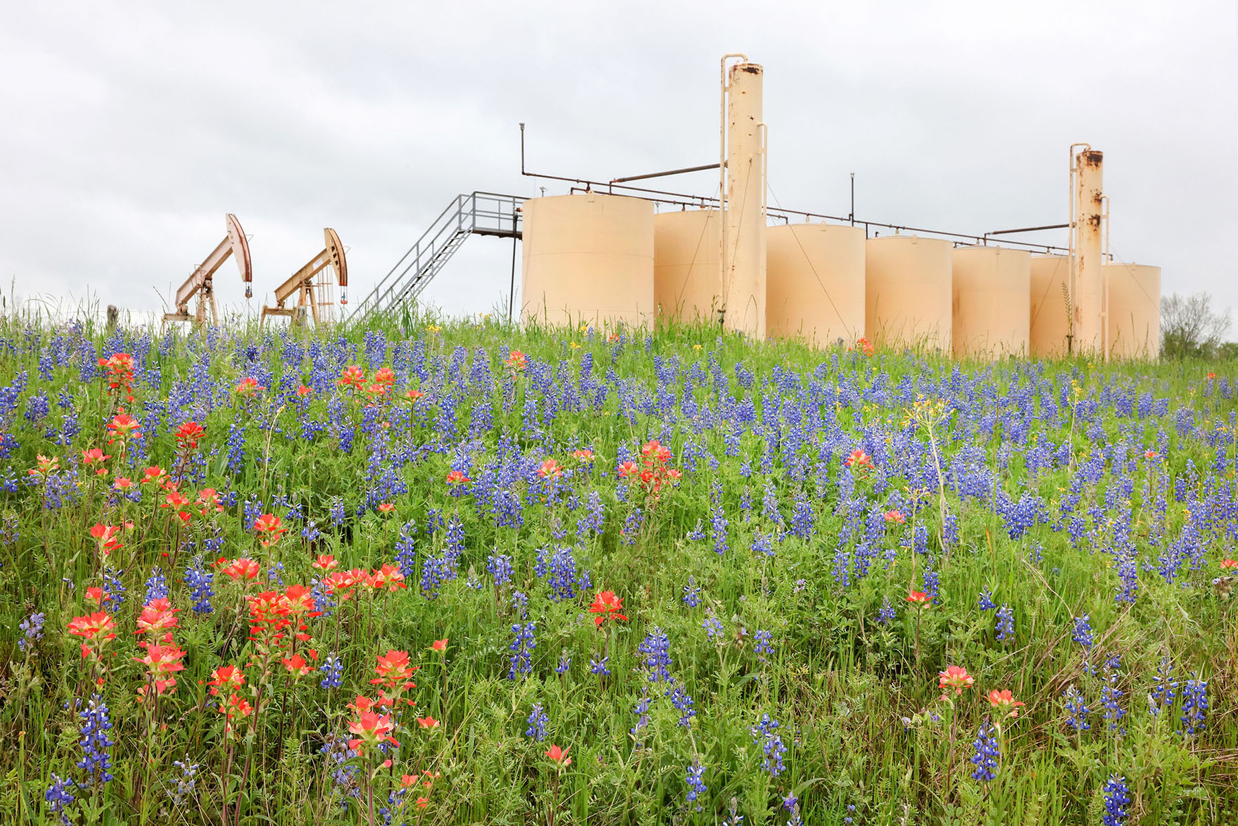 A pair of oil derricks next to holding tanks and a field of bright wildflowers